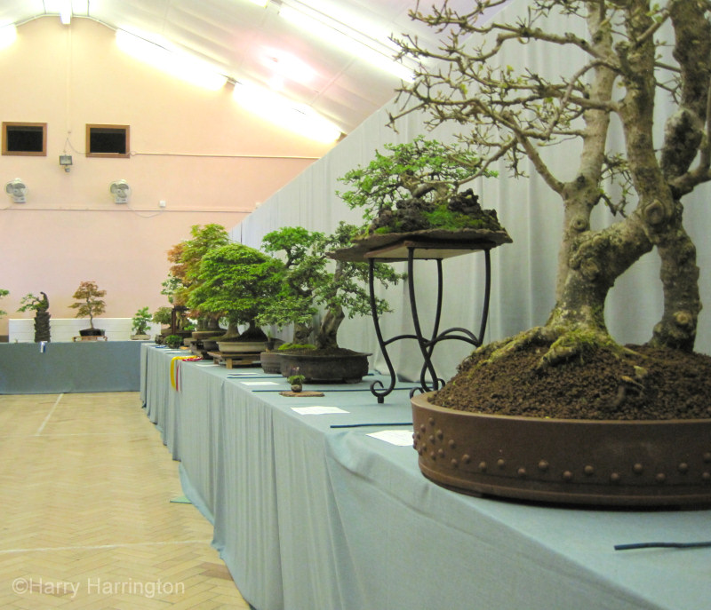 wessex bonsai show
